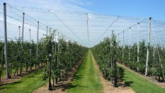 Meve & Sebze Fidanları