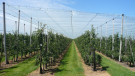 Meve & Sebze Fidanları