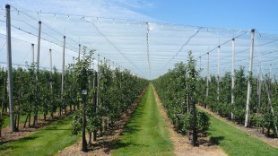 Meve & Sebze Fidanları